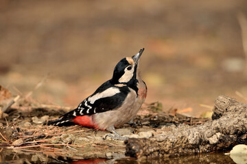Great spotted woodpecker en el estanque (Dendrocopos major) pájaro carpintero Ojén Málaga...
