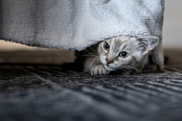 White cat 1