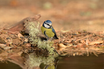 Blue tit en el estanque (Cyanistes caeruleus) Ojén Málaga España 