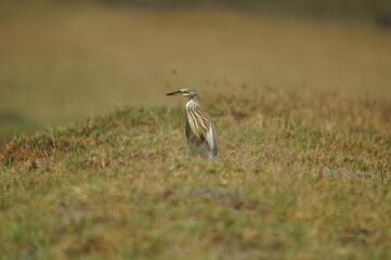 Javan pond heron perching on the grass