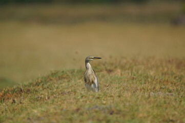 Javan pond heron perching on the grass