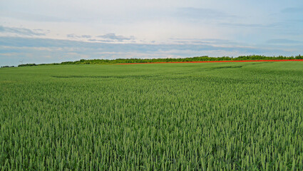  Fröhling in Hannover Kronsberg