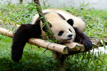 Giant panda (Ailuropoda melanoleuca) sleeping peacefully in Kunming zoo