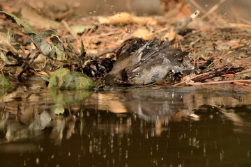 papamoscas cerrojillo bañándose en el estanque  (Ficedula hypoleuca) Ojén Málaga España 