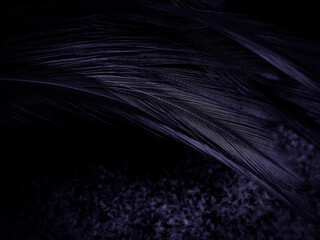 Beautiful abstract black feathers on dark background, gray feather texture on black background, white feather wallpaper, love theme, dark day