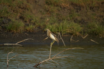 Javan pond heron is in the river looking for food