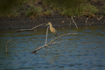Javan pond heron is in the river looking for food
