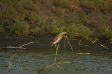Javan pond heron is in the river looking for food