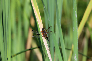 Fototapeta premium dragonfly on a green leaf