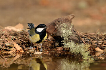 carbonero bebiendo en el estanque del parque (Parus major) 