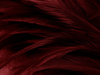 Beautiful abstract red feathers on dark background and soft white feather texture on red pattern and red background, pink feather wallpaper, love theme, wedding valentines day