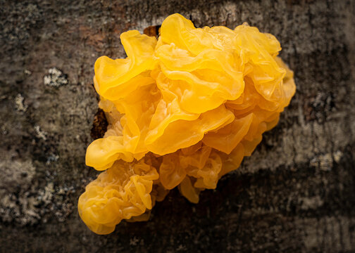 Tremella mesenterica, fungo gelatinoso dourado
