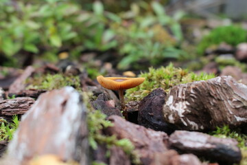Champignon 7