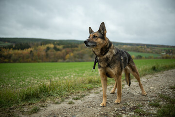Deutscher Schäferhund im Herbst