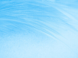 Beautiful abstract blue feathers on white background and soft white feather texture on blue pattern and blue background, feather background, blue theme valentines day