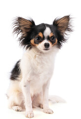 Chihuahua seated and cut