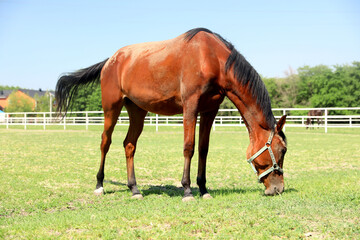 Bay horse in paddock on sunny day. Beautiful pet
