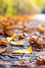 Autumn landscapes near Veliko Tarnovo, Bulgaria