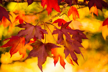 Fototapeta na wymiar detail of liquidambar (sweetgum tree) leafs with blurred background - autumnal background