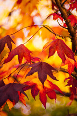detail of liquidambar (sweetgum tree) leafs with blurred background - autumnal background