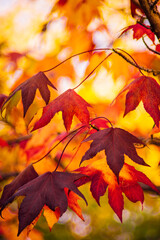 detail of liquidambar (sweetgum tree) leafs with blurred background - autumnal background