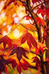 detail of liquidambar (sweetgum tree) leafs with blurred background - autumnal background