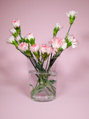 Mini carnation flowers in a vase on pink background