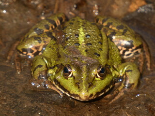 Pool frog (Pelophylax lessonae) - green frog in the muddy pond, Gdansk, Poland