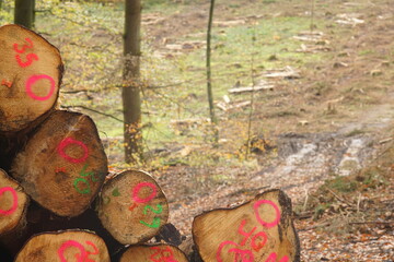 Forst Wirtschaft zur herbstlichen Jahreszeit mit gef&auml;llten B&auml;umen
