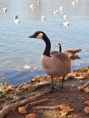 Branta canadensis goose. Proud and beautiful Goose standing by the edge of the pond on an autumn sunny day. Many water birds swim in the background. Sunny autumn in the German city of Dusseldorf.