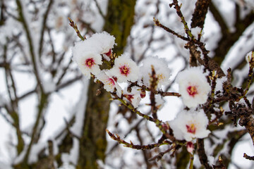Flowering almond trees surprised by a spring snow.