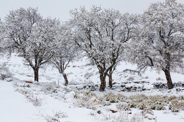 Flowering almond trees surprised by a spring snow.