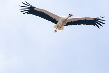 stork flying with outstretched wings.