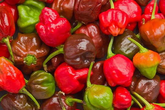 Trinidad Scorpion Chile Peppers