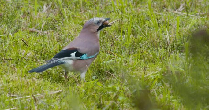 Jay searches and eats nut on the ground in the autumn.