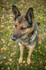 Deutscher Schäferhund im Herbst