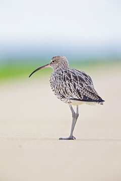 A portrait of a curlew resting on a bicycle path during bird migration.