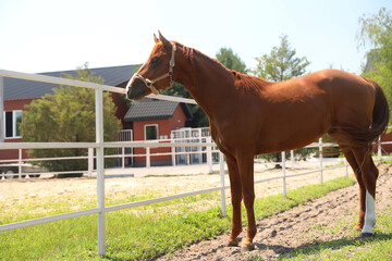 Chestnut horse in paddock on sunny day. Beautiful pet