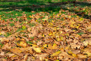 Yellow leaves on green grass in autumn