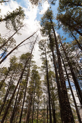 Obraz premium Small famous park of Ribeirao Preto called Pico da Unaerp.