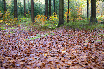 Herbst Wald Baum Bunt