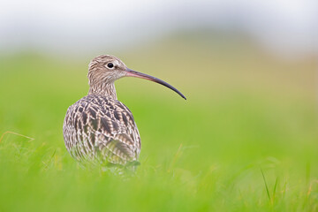 A portrait of a curlew resting in a meadow during bird migration.