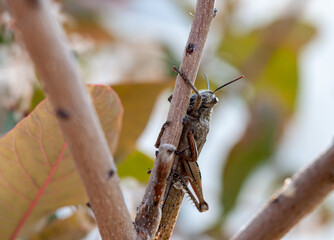 Close up shot of a locust perched on a branch