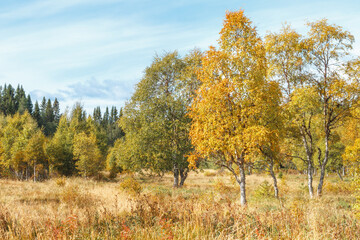 View of the forest in the autumn scenery