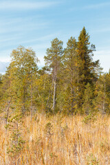View of the forest in the autumn scenery