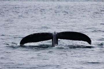 Whale tail in Alaska