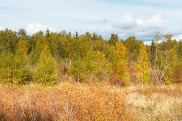 Fototapeta premium View of the forest in the autumn scenery