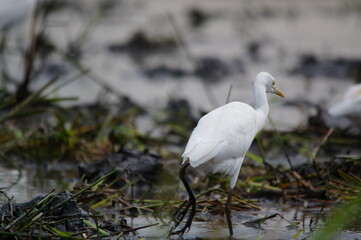 cattle egret are looking for food in the fields