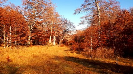 Fototapeta premium Autumn colours in the forest