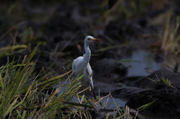 cattle egret are looking for food in the fields